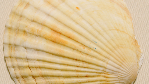 coquille-saint-Jacque